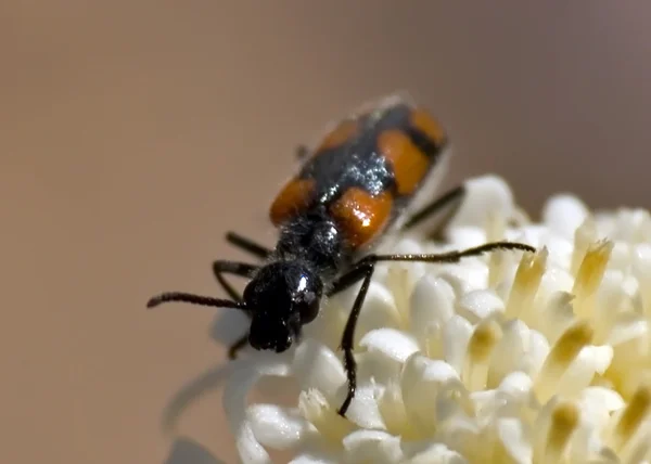 Arizona blister beetle au repos — Photo