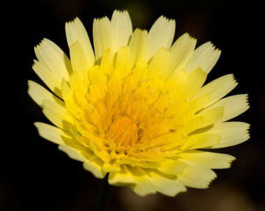 çöl dandilion