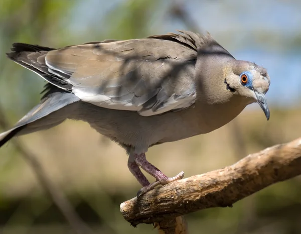 Аризона голубь — стоковое фото