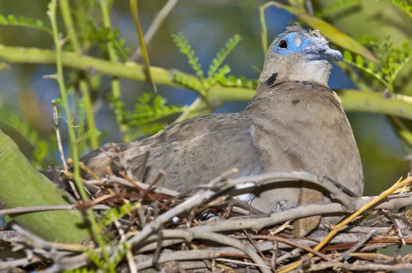 Arizona Taube am nest — Stockfoto