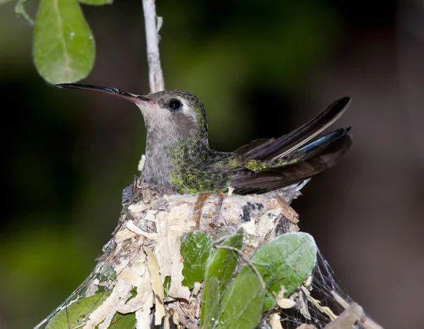 Θηλυκό Άννα hummingbird στην φωλιά — Φωτογραφία Αρχείου