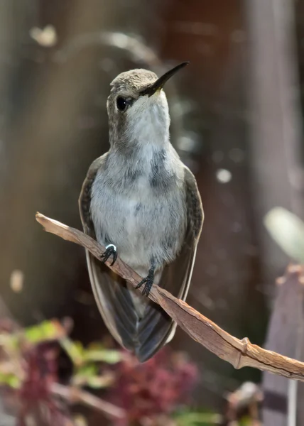 Weibliche Blackchin Kolibri — Stockfoto