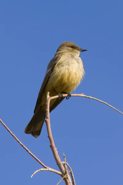 Αριζόνα flycatcher — Φωτογραφία Αρχείου