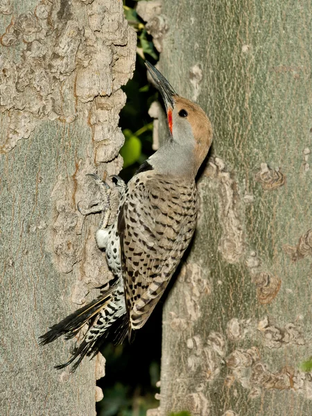 stock image Gilded Flicker Woodpecker