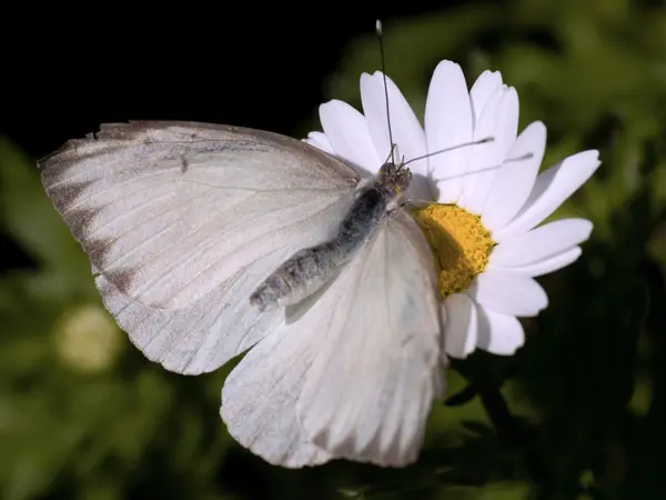 Великий южный белая бабочка кормления — стоковое фото
