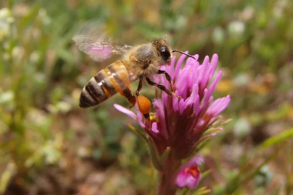 ミツバチのホバリング — ストック写真