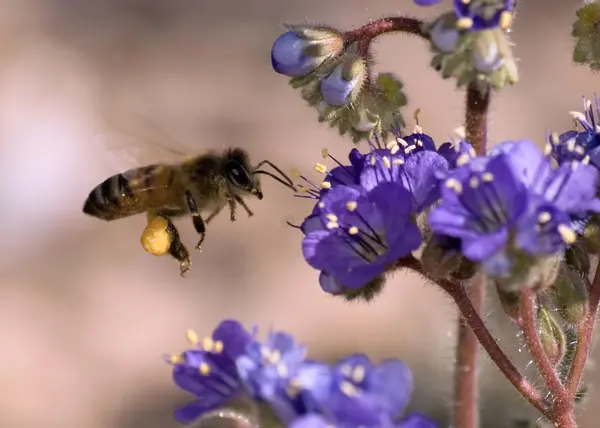 Аризона пчелы зависания — стоковое фото