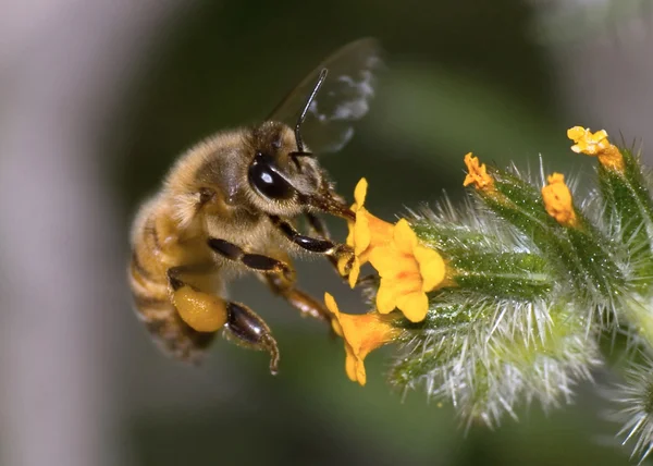 Hoverying de abelha Arizona perto de flores silvestres — Fotografia de Stock