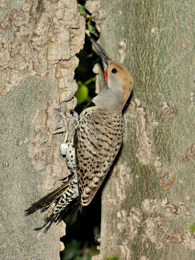 Gilded Flicker Woodpecker — Stock Photo #4388947