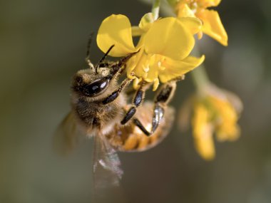 Arizona Honeybee feeding clipart