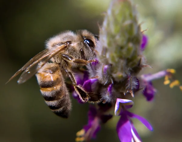 Arizona HoneyBee — Zdjęcie stockowe