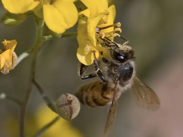 給餌アリゾナ ミツバチ — ストック写真