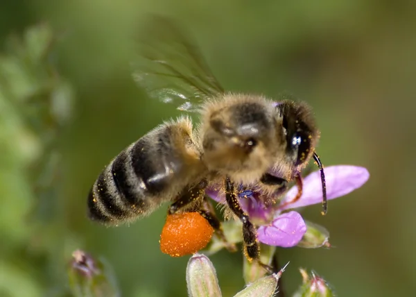 Mel de abelhas de Arizona — Fotografia de Stock
