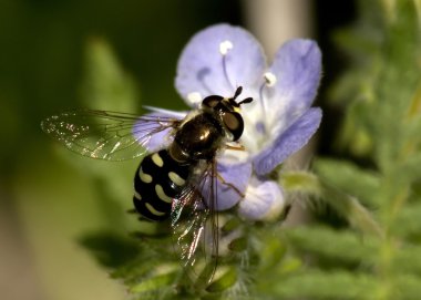 Arizona Hoverfly