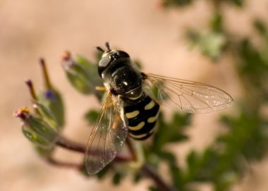 Arizona Hoverfly
