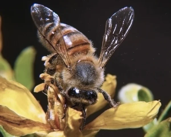Arizona HoneyBee Feeding — Zdjęcie stockowe