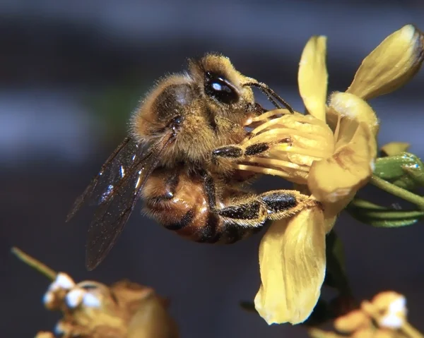 Аризона мед пчелы кормления — стоковое фото