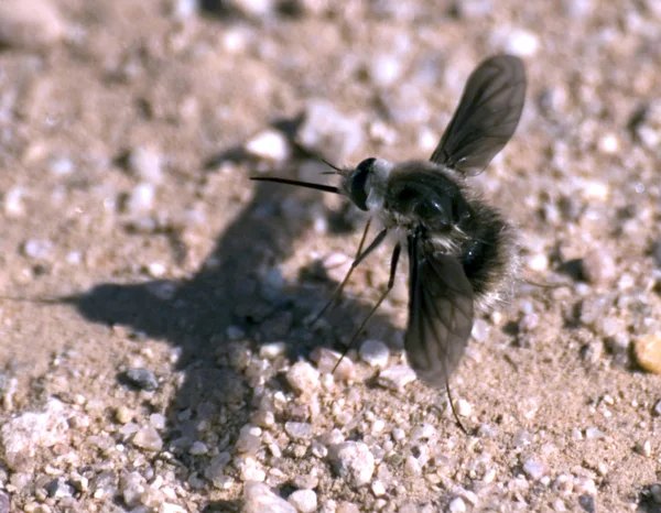 Arizona Syrphidae — Photo