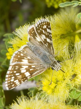 arizona skipper besleme