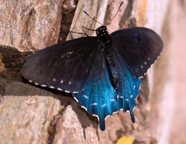 Arizona swallowtail kelebek