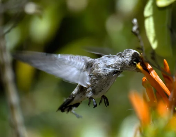 Αριζόνα βουίσει πουλί διατροφή — Φωτογραφία Αρχείου