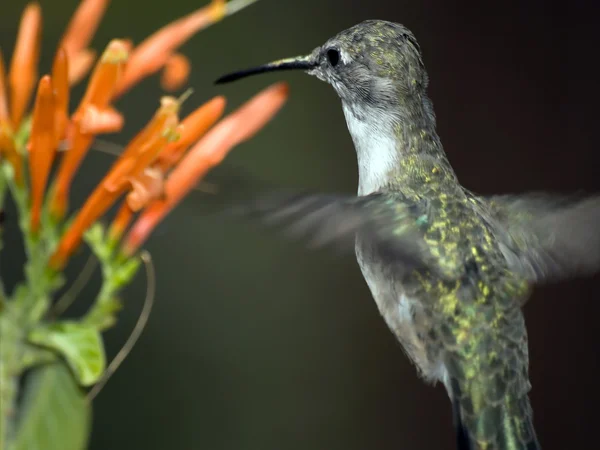Arizona humming bird planant — Photo