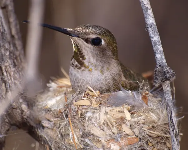 Femelle sauvage humming bird sur nid — Photo