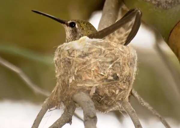 Oiseau Colibri Arizona sur nid — Photo