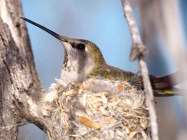 Wild Kolibri am nest — Stockfoto