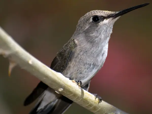 Arizona kolibříkovi — Stock fotografie