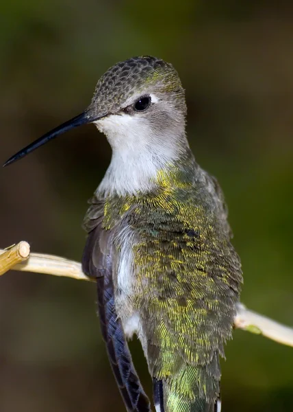 Arizona Humming Bird — Stock Photo, Image