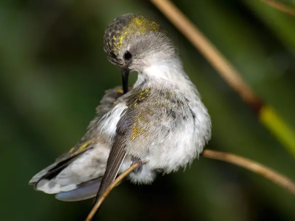 Αριζόνα βουίσει πουλί φιλόκομψος — Φωτογραφία Αρχείου