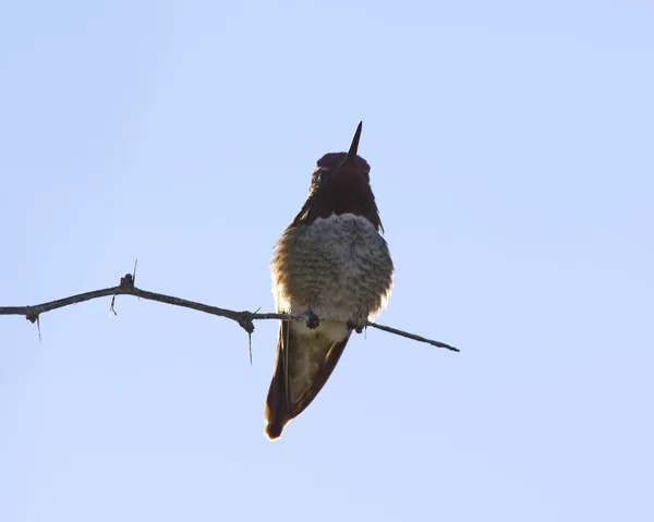 Oiseau Colibri Arizona, échauffement — Photo