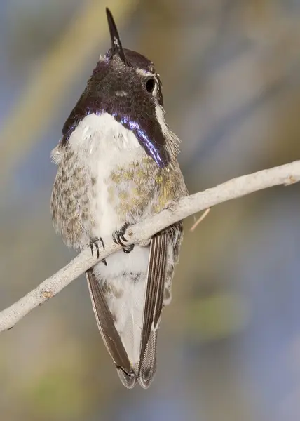Männliche Blackchin Kolibri — Stockfoto