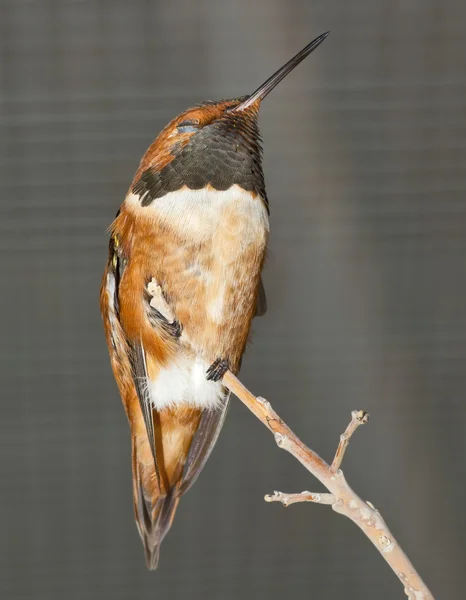 Male Rufous Hummingbird sleeping — Stock Photo, Image