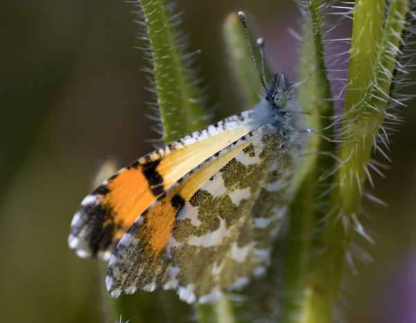Пима пустыни Orangetip бабочка — стоковое фото