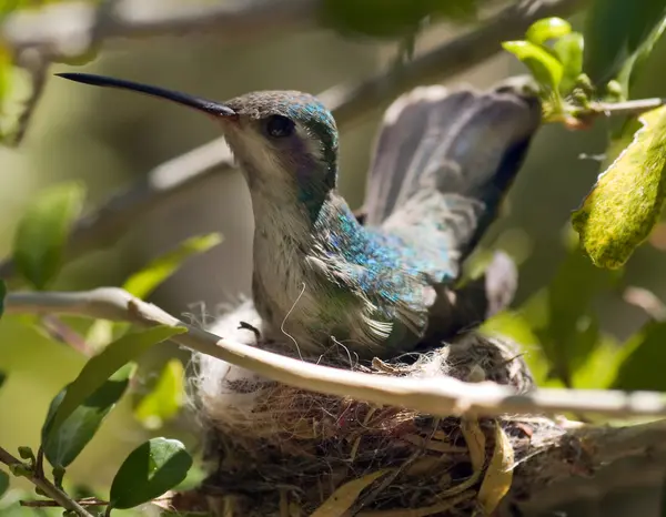 亚利桑那州哼唱着鸟在巢上 免版税图库图片