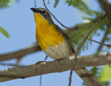 Yellow Breasted Chat clipart