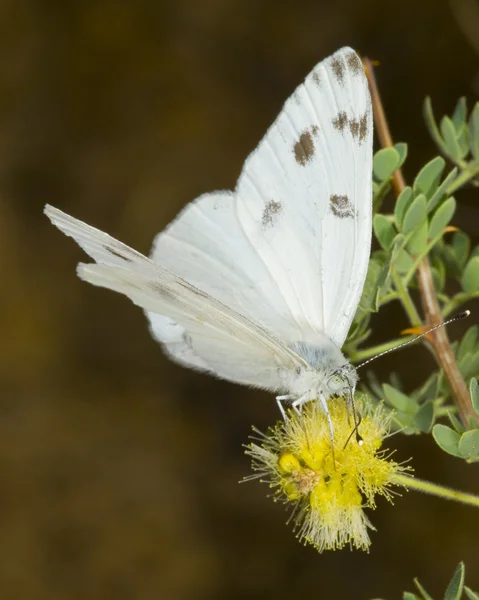 Белая бабочка Аризона кормления — стоковое фото