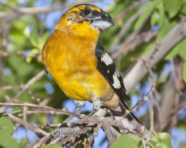 Pássaro amarelo grosbeak — Fotografia de Stock