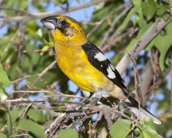 Pássaro amarelo grosbeak — Fotografia de Stock