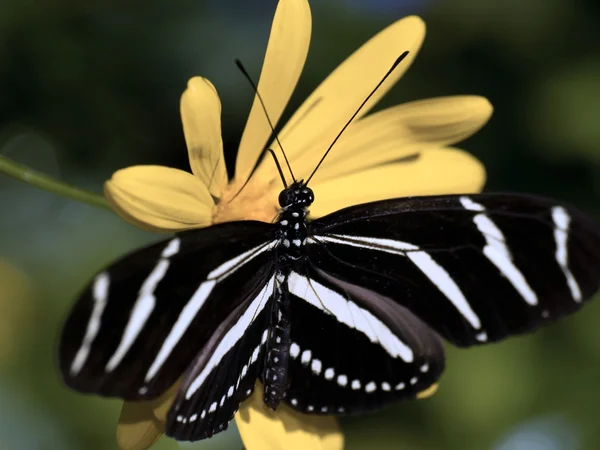 亚利桑那州斑马蝴蝶 免版税图库照片