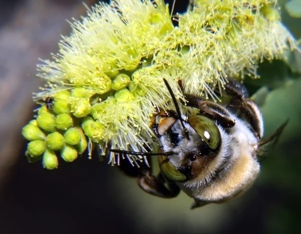 メスキート ツリーの花を食べて アリゾナのサボテン蜂 — ストック写真