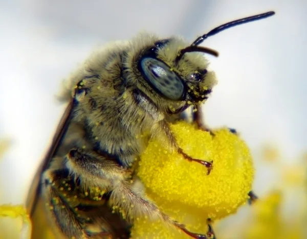 Кактус Пчела на страже — стоковое фото