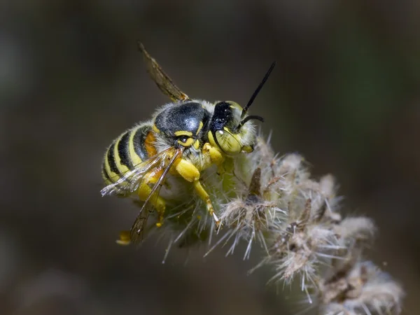 Кактус пчела отдыхает — стоковое фото