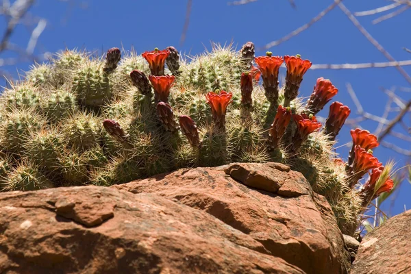 Cactus Con Flores Rojas Que Crece Borde Acantilado Cerca Sedona — Foto de Stock