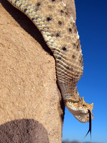 Horned Rattlesnake Native Arizona Climbing Wooden Post — Fotografie, imagine de stoc