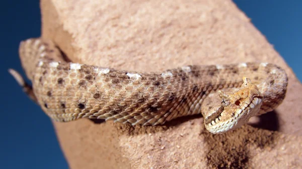Çıngıraklı yılan 4 tırmanma — Stok fotoğraf