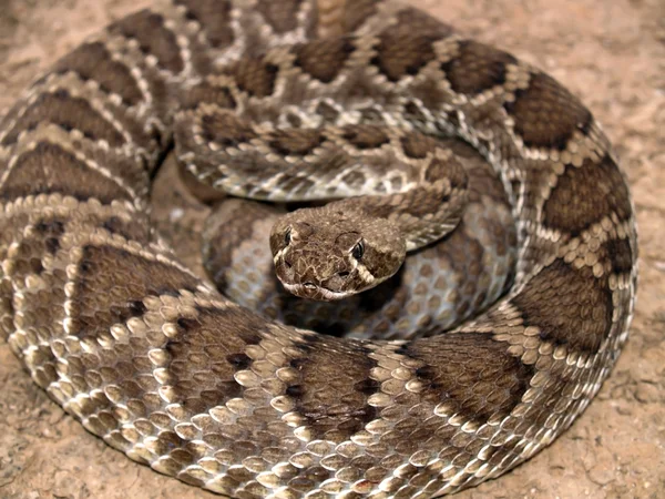 Egy Gyémánt Vissza Csörgőkígyó Őshonos Arizona Feltekert Fel Készen Áll — Stock Fotó