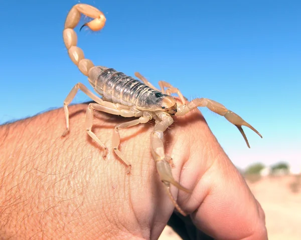 Giant Hairy Scorpion Native Arizona Crawling Hand — Stockfoto
